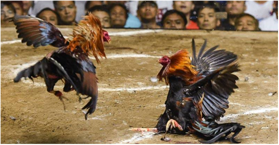 Đá gà trực tiếp