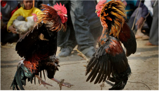 Hình thức đá gà trực tiếp được ưa chuộng tại nhiều sân chơi