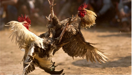 Đá gà trực tiếp có bình luận viên luôn hấp dẫn và kịch tính