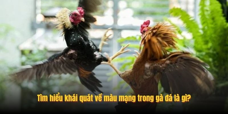 Tìm hiểu khái quát về màu mạng trong gà đá là gì?
