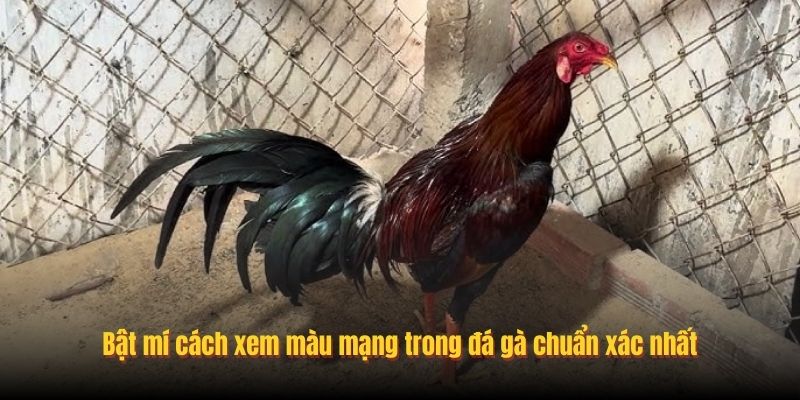 Bật mí cách xem màu mạng trong đá gà chuẩn xác nhất